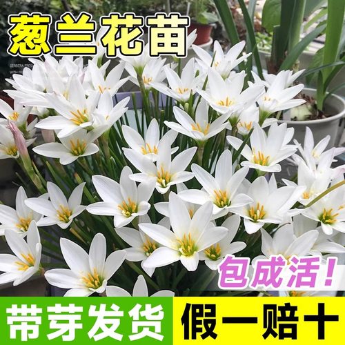 速发葱兰花物人莲适合懒葱养的花庭院室外花卉植苗耐寒耐雨兰种球