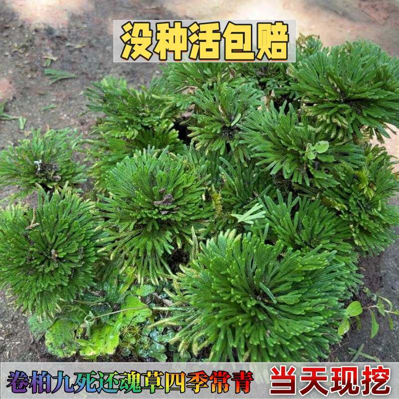 卷柏九死还魂草开花不不结果四季常青复活草假山桌面创意花卉绿植