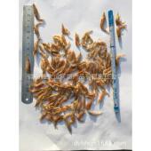 淡水虾干2 3cm虾干饲料鱼粮鸟粮龟粮巴西龟水族饲料乌龟