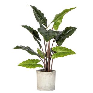 阔叶植物彩虹芋假树盆栽室内客厅绿植造景装饰摆件高端仿生植物