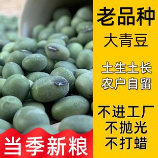 当季新货 农家自种 老品种大粒生青皮豆土青豆农户自留干青皮黄豆