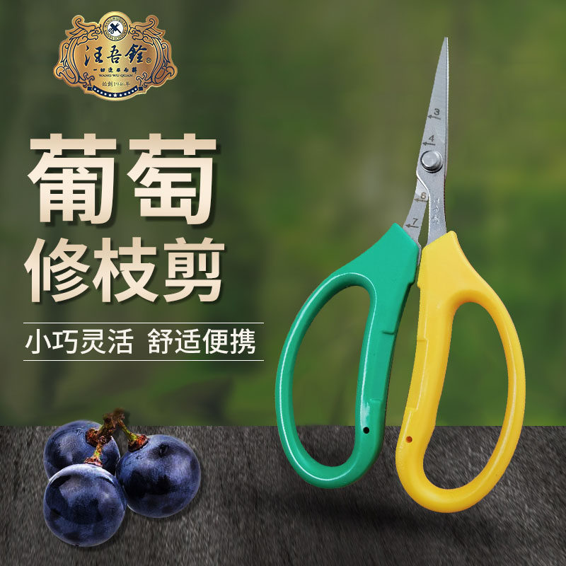 汪吾铨不锈钢翘头园艺剪刀葡萄蔬果稀果花艺树枝花椒采果橘子采摘图片