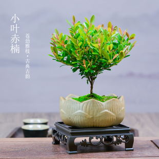 常青绿色植物 小叶赤楠盆景老桩植物办公室绿植室内盆栽好养活四季