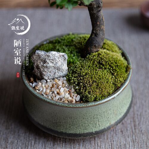 陋室说 小叶紫檀盆栽室内花卉造型景观盆L景植物桌面茶几绿植老
