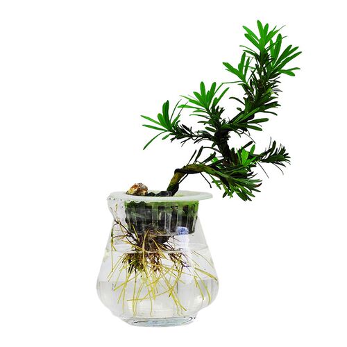 水培植物b雀舌罗汉松小盆栽办公室内桌面造型黄杨盆景绿植四季常