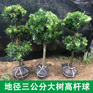 雀舌罗汉松造型素材3公分球型罗B汉松庭院盆景 米叶罗汉松大树老