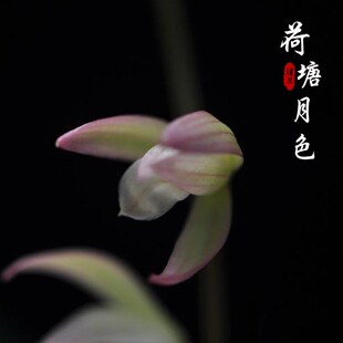 名贵兰花苗荷塘月色建兰四季v兰美观浓香型花卉书房办公室绿植盆