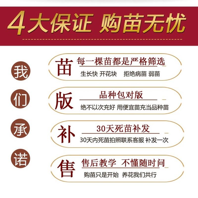 蔷薇花苗爬藤月季花苗特大花x浓香型藤本植物四季开花庭院花卉盆,鲜花速递/花卉仿真/绿植园艺,月季/蔷薇/玫瑰,淘宝优惠券,粉丝福利购,淘宝优惠卷