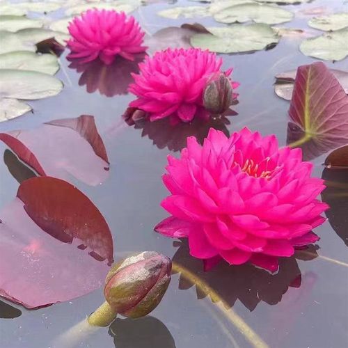 鸽子血 耐寒睡莲重瓣大花睡莲水生D植物室内外庭院盆栽带花苞发货