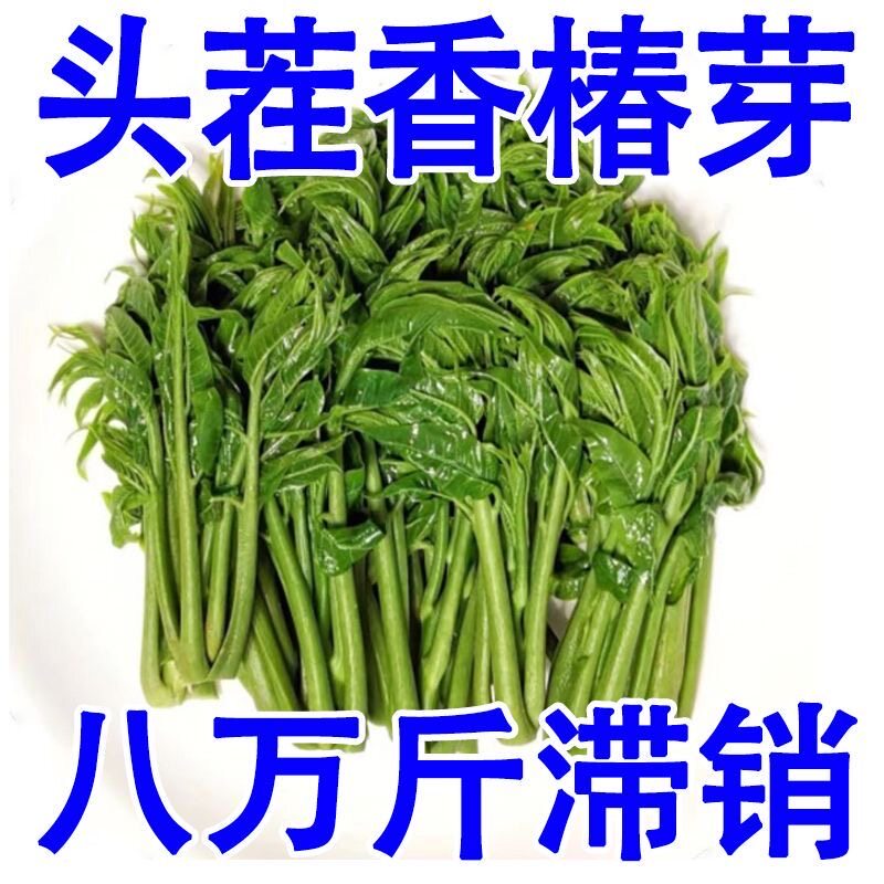 【突然降价】头茬嫩香椿芽2025年新鲜腌制椿芽 山东香椿头咸菜