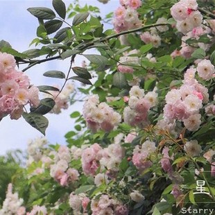 多年生攀爬藤g本月季群舞无刺多花蔷薇花苗阳台别墅花园庭院植物