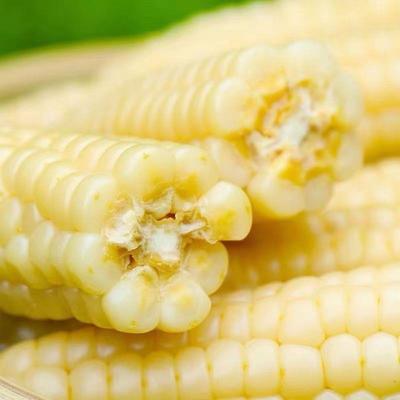 香糯拇指玉米种子西双版纳手指玉米种籽子阳台盆栽小玉米种子大全