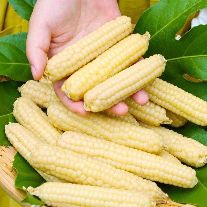 西双版纳香糯小拇指玉米非转基因新鲜白糯玉米棒孕妇蔬菜健康即食