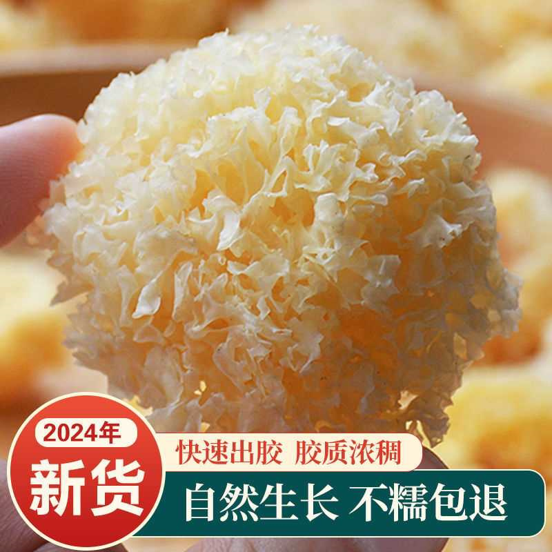 【新货】椴木小银耳批发古田新鲜无熏硫白木耳糯耳莲子百合银耳羹