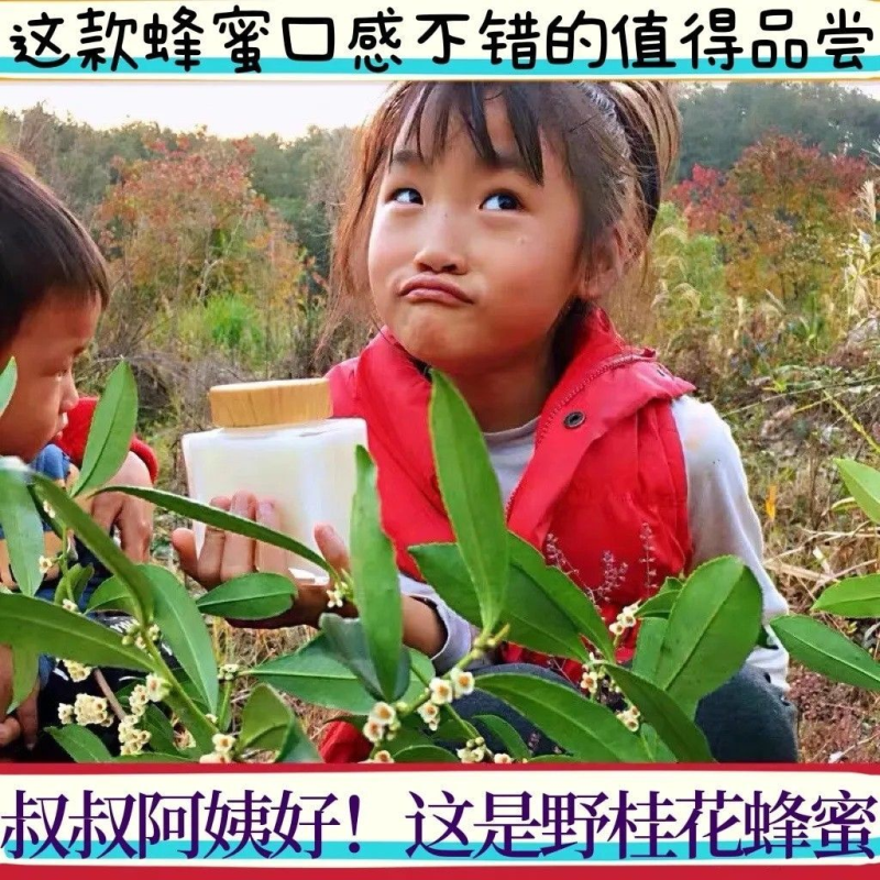 新鲜野桂花上市冬桂蜜冬桂蜜纯高山土农家独立包装香甜可口泡茶