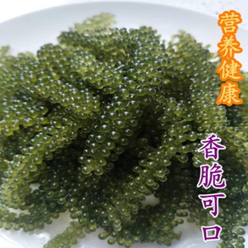 新鲜海葡萄长寿菜海藻菜海菜寿司绿色鱼子酱100g即食儿童爱吃零食