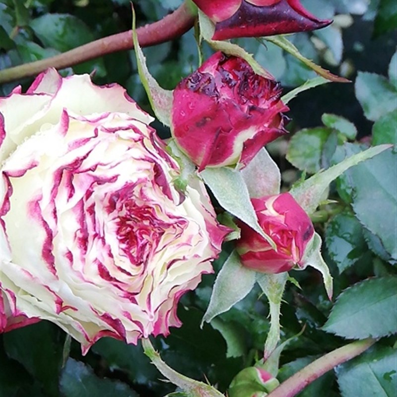 X因素月季大苗灌木直立性好抗病耐热勤花四季阳台庭院切花玫瑰花