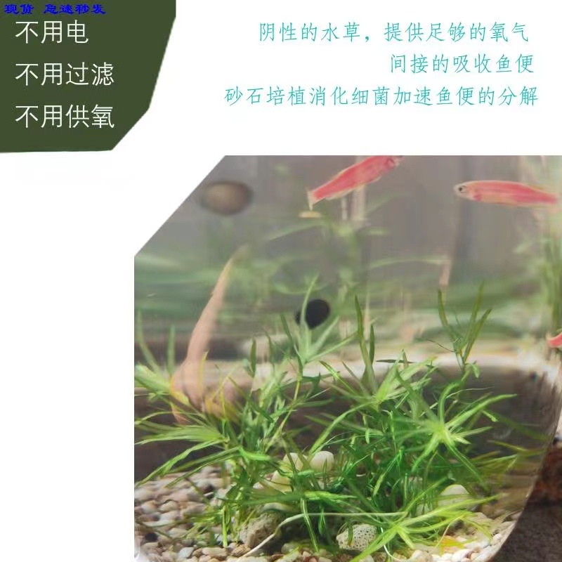 免打理生态鱼缸迷你小鱼不用换水造景瓶礼品草中石桌面微景观摆件
