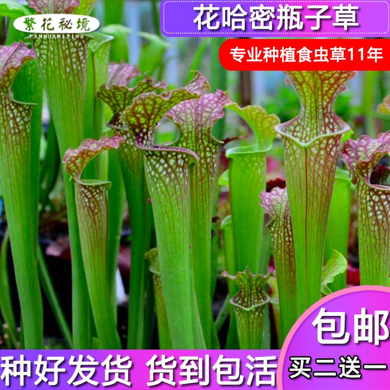 花哈密瓶子草【直立可以长很高喜阳盆栽大型绿植多肉食人花】