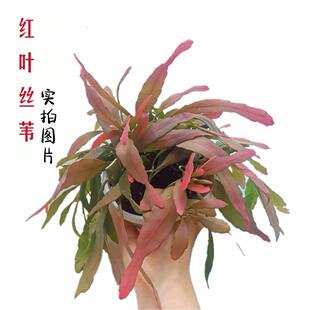红叶丝苇热带雨林仙人掌红色喜庆观叶吊盆植物越晒越红果实可食用