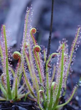 食虫植物--哈伯瑞迪茅膏菜【强健直立茅|新手推荐食虫草】包邮