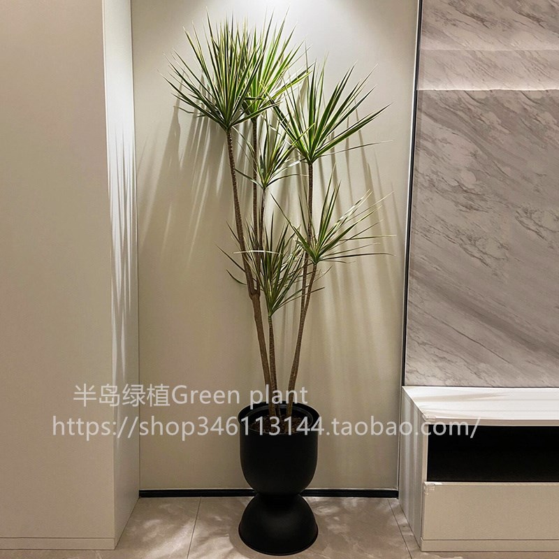 千年木大型盆栽马尾n铁办公室客厅阳台龙血树植物室内七彩铁绿植