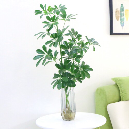 鸭脚木水培植物水养鸭掌木四季好养室内绿植花卉盆栽七.叶莲发财