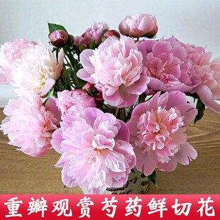 四川芍药鲜花水养重瓣观赏型母亲节混搭婚礼N花束插花山东油画牡
