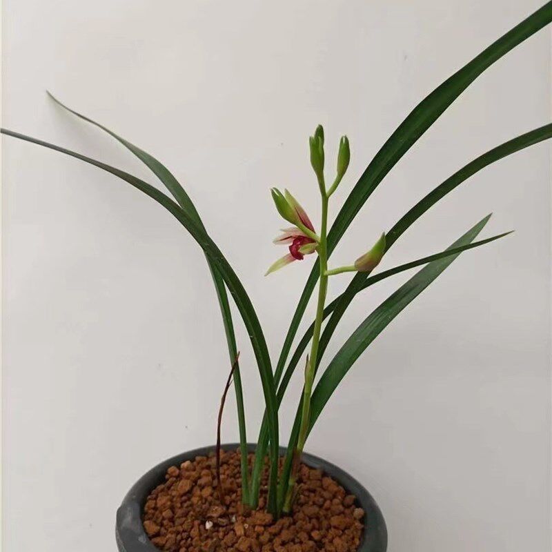 高档优质建兰大国魂兰花带花苞浓香型室内阳台兰花Y盆栽绿植花卉