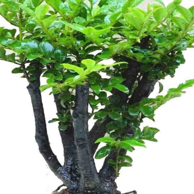 小叶紫檀盆景植物老桩盆栽办公室桌面室内花卉Q绿植好养活四季摆