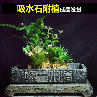 附石菖蒲吸水石配狼尾蕨盆栽室内桌面小盆景绿植苔藓微景观水培易