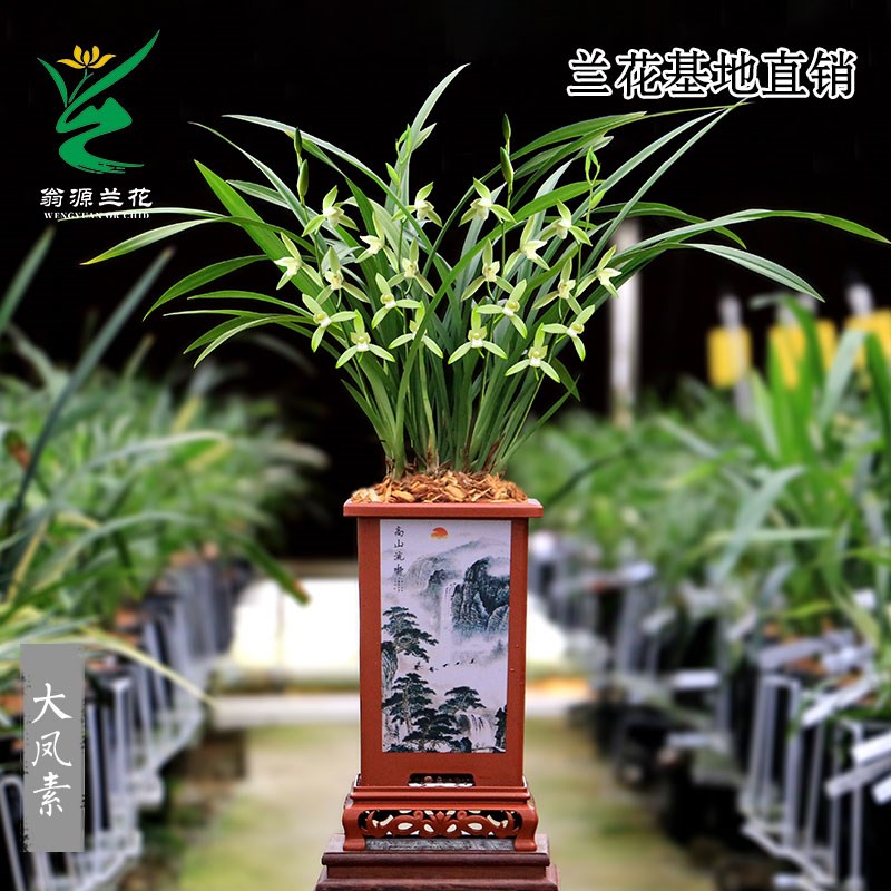 高端翁源兰花苗老种【带盆栽好发】送礼省心打理好养四季建兰墨兰