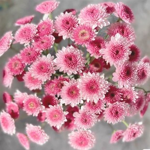 鲜花三文鱼小菊花小雏菊鲜切花混搭插花花束家庭云南基地直发