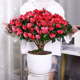 极速花种植好养活适合懒人养的家庭绿植室内花卉客厅摆放的房间办