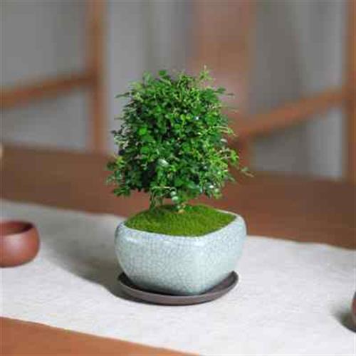 达摩小叶九里香迷你小盆栽植物办公室内桌面绿植四季花卉微型盆景