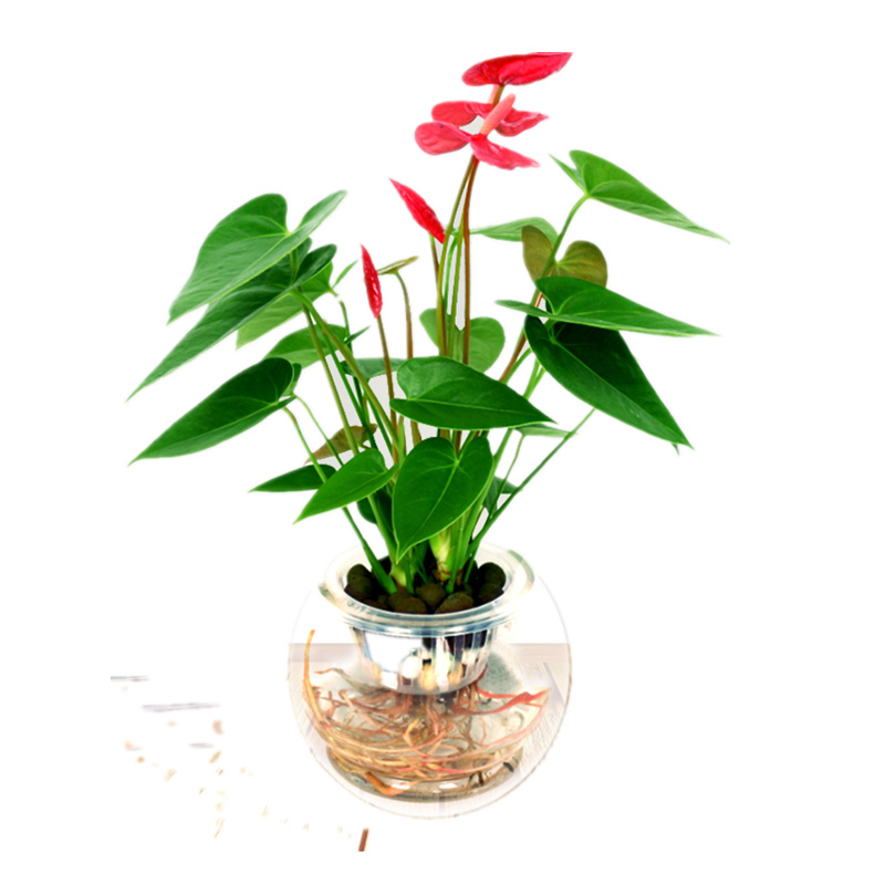 白掌红粉掌盆栽一帆风顺室内花可水培植物办公室桌面水培绿植花卉