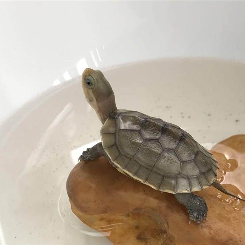 安徽皖南纯种黄喉小青喉龟苗 喉小赏青皖苗 缘龟宿宠ymn物龟观小