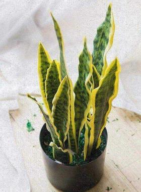 new Nordic simulation plant Phnom Penh Tiger Pilan Snake Pi