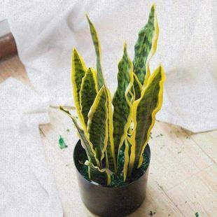 new Nordic simulation plant Phnom Penh Tiger Pilan Snake Pi