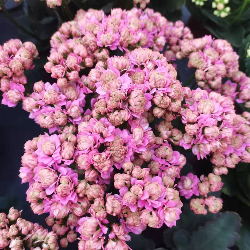 花后修剪苗包邮园丁品质长寿花粉碧玺原土原盆室内绿植净化空气