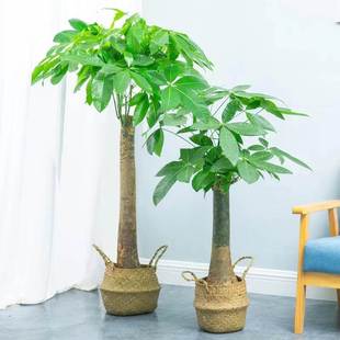 发财树大棵绿叶植物适合客厅摆放的绿植家养旺宅家里盆栽高端盆景