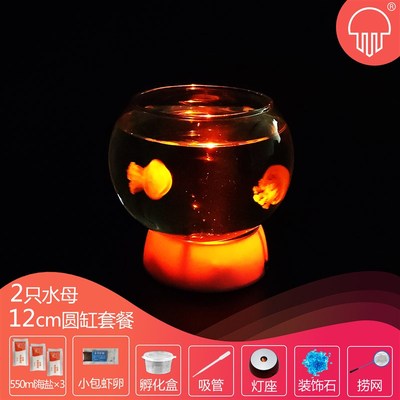 水母活物饲养宝宝学生宿舍适合儿童小孩家养好养赤月海月宠物水族