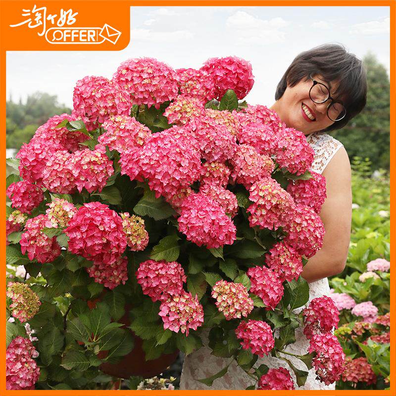 【】海蒂的花园 植物代言人 园艺导师 淘个好offer 全职