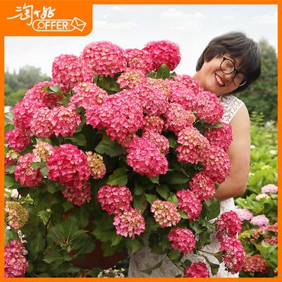 【】海蒂的花园 植物代言人 园艺导师 淘个好offer 全职