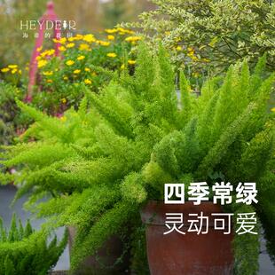 海蒂的花园狐尾天门冬多年生常绿植物室外庭院盆景观叶绿植盆栽苗