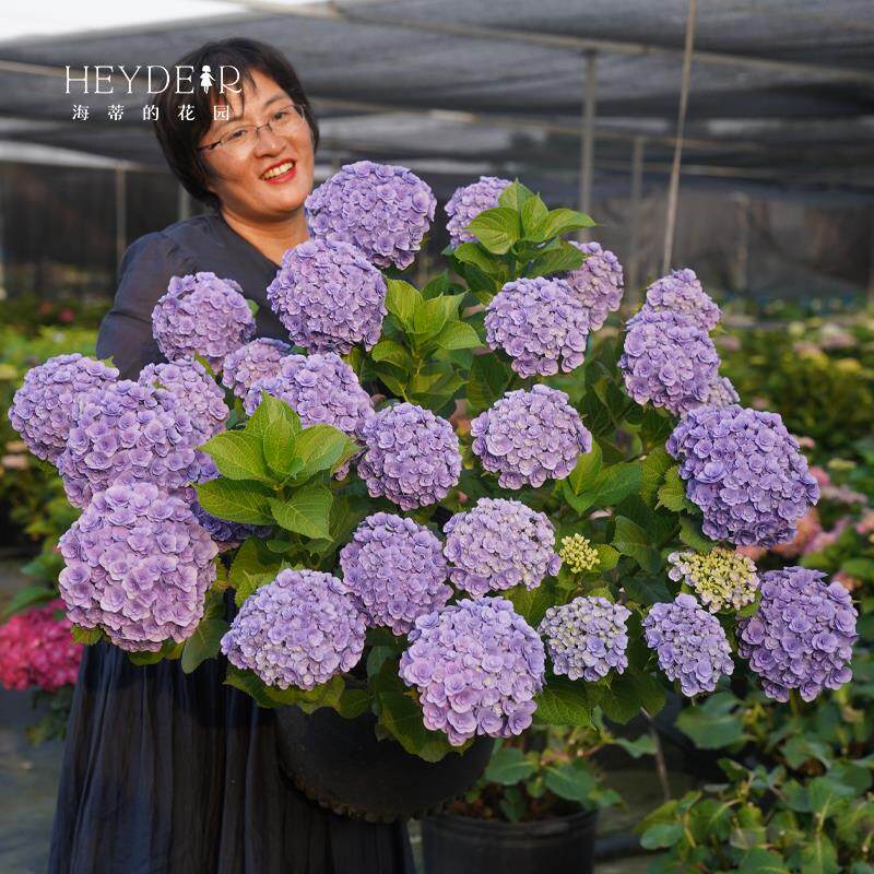 海蒂的花园大花绣球妖精之吻绣球花苗阳台庭院木本花卉盆栽植物