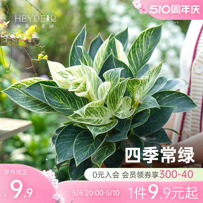 海蒂的花园旗舰店室内盆栽植物龟背竹橡皮树秋海棠观叶绿植盆栽苗