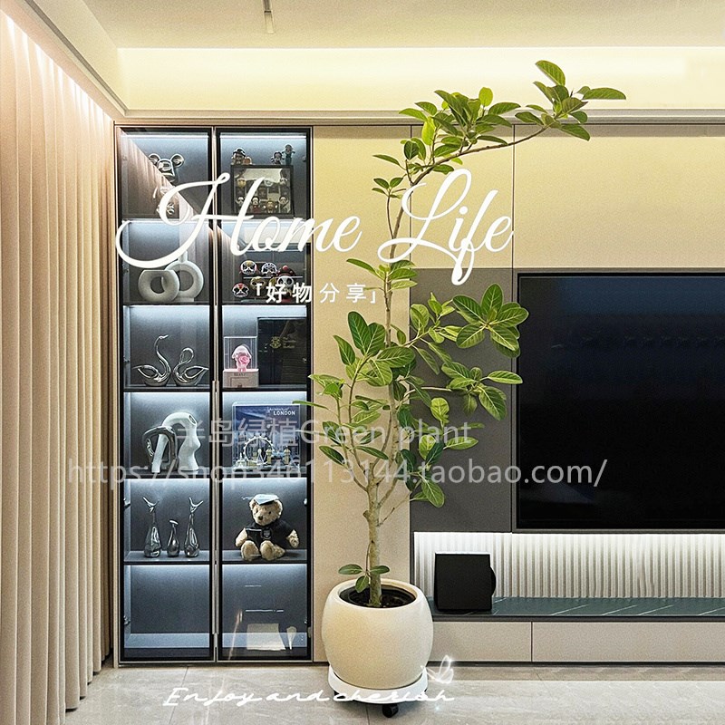 网红造型孟加f拉榕盆栽大型绿植黄金榕高山榕树室内客厅落地橡皮