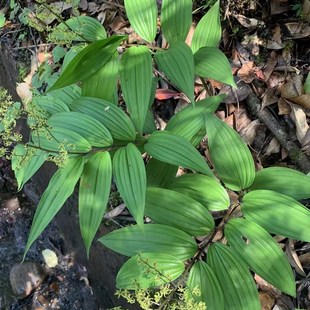 中草药材农产品加工设备观赏药用野生大叶仙茅苗盆栽庭院鹿药