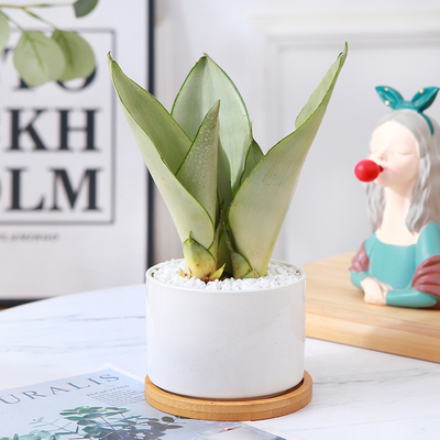 水培白玉虎皮兰办公室易养活水生植物桌面耐旱小盆栽四季常青绿植